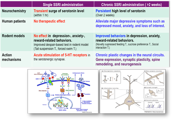 Delayed therapeutic effect of the current antidepressant medication