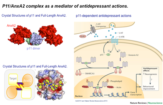 p11/AnxA2 complex as a mediator of antidepressant actions.